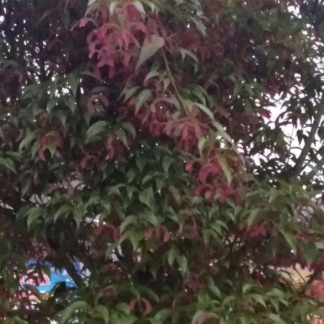 天长地久