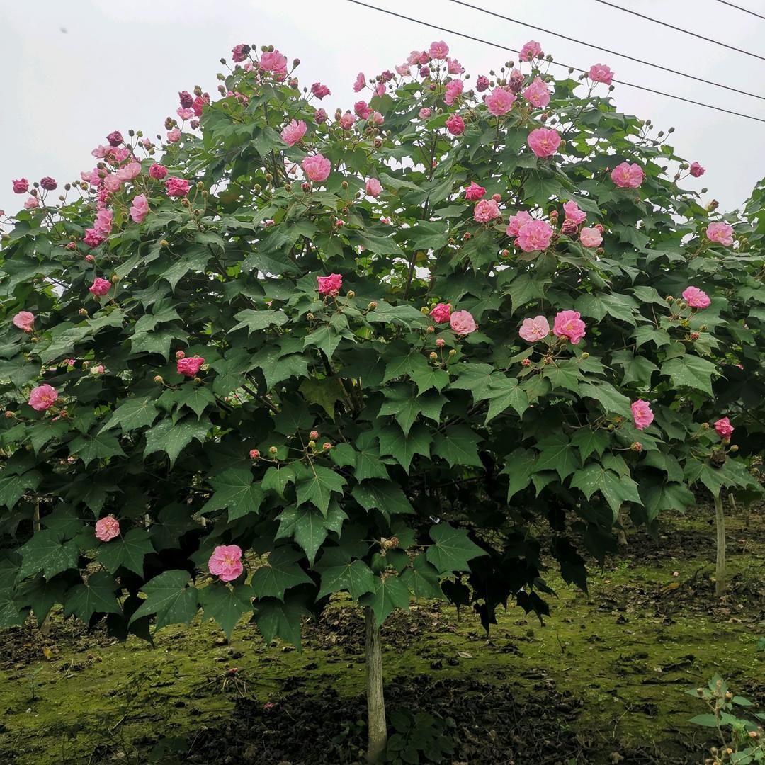 新都区泰兴镇宏伟园艺场