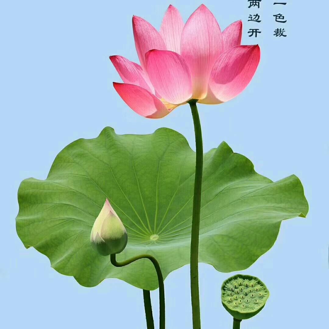 实在人