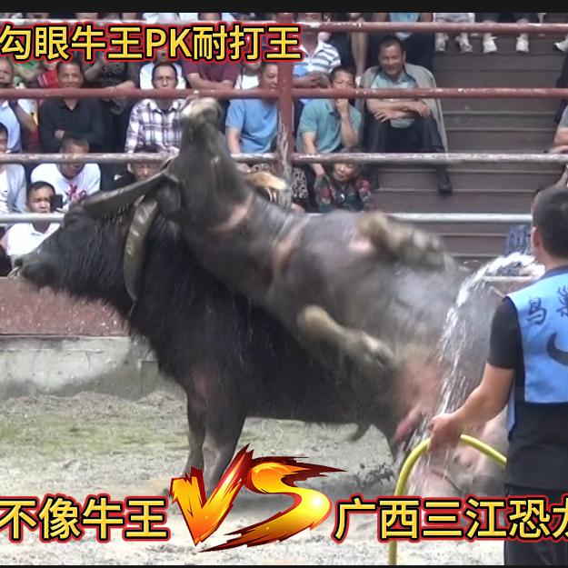 三江斗牛热线