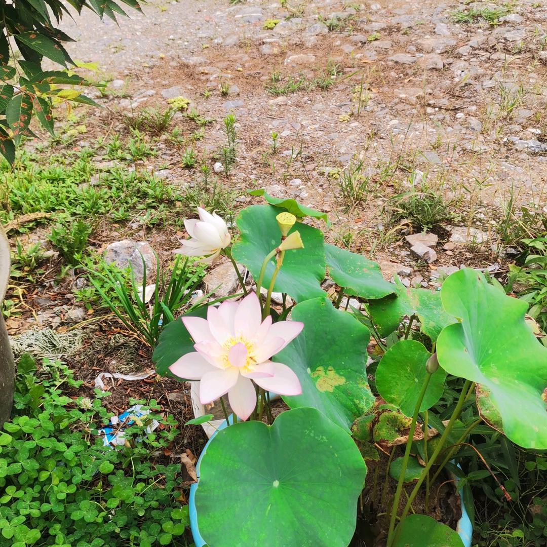 刘燕萍