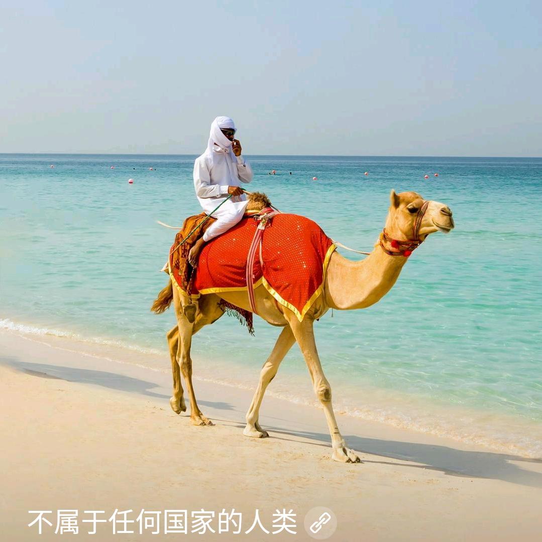敬流浪