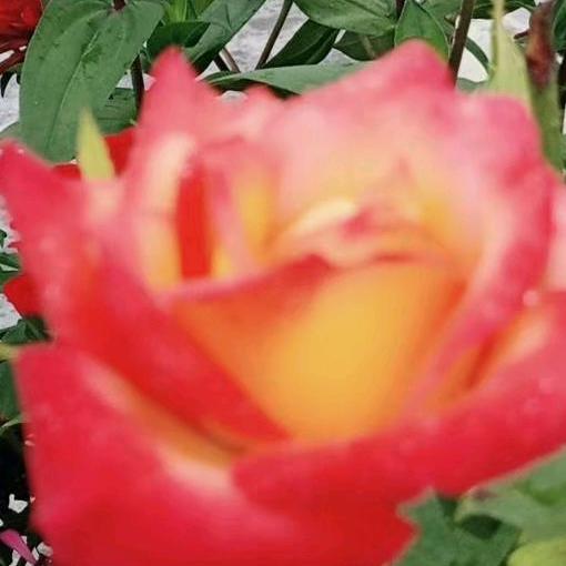 孤独的雨☔️郁闷