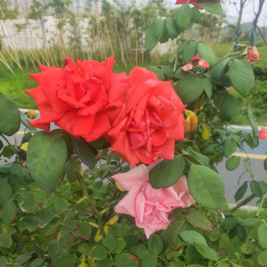 九月菊