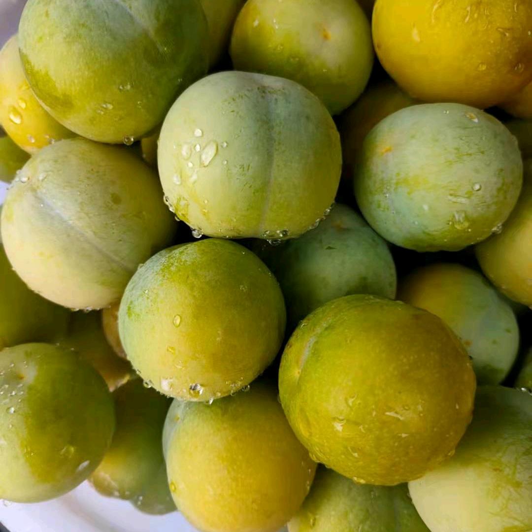 半成烟沙々忆空城（六马蜂糖李）