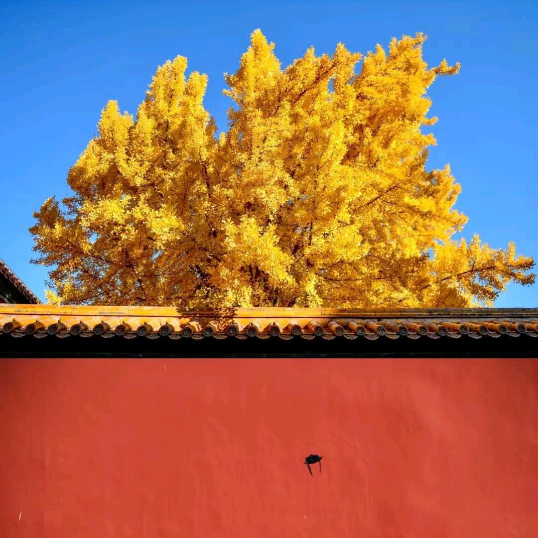 mortal冻干水果片