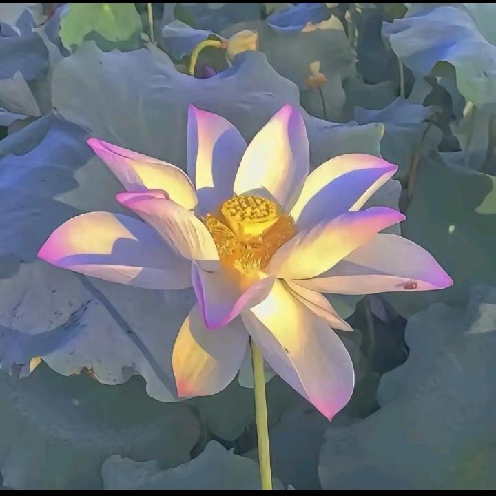 好人一生平安🙂