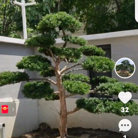 丹东紫杉和黄杨