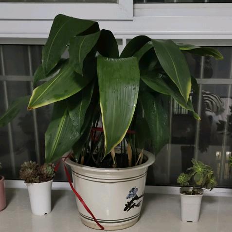 🌿東成西就🌿