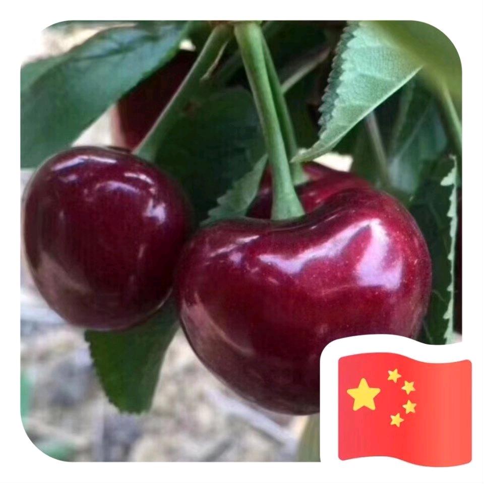 老兵鲜果园