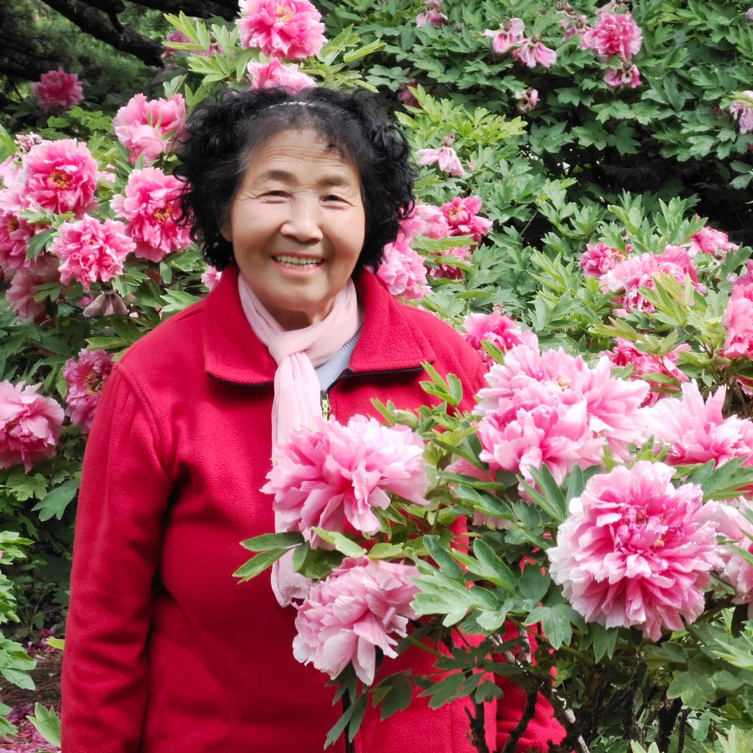 玫瑰花