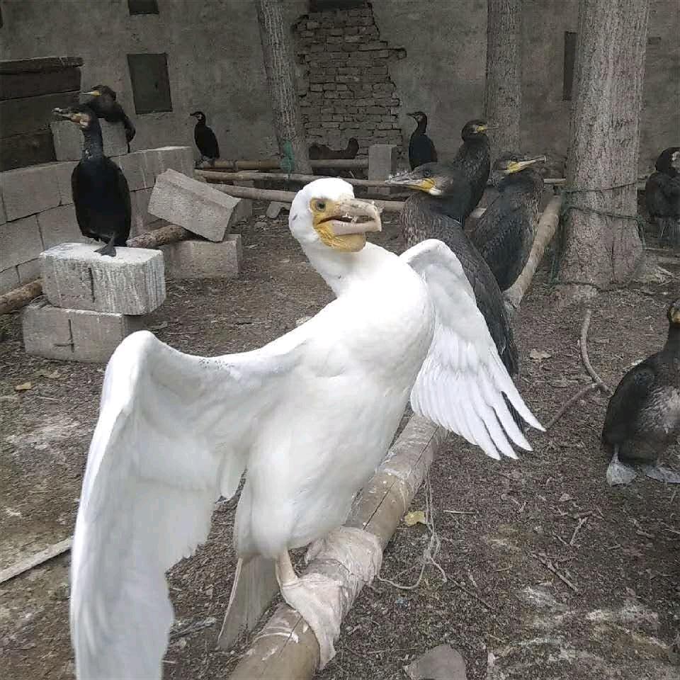 鱼鹰（鸬鹚）训养繁殖