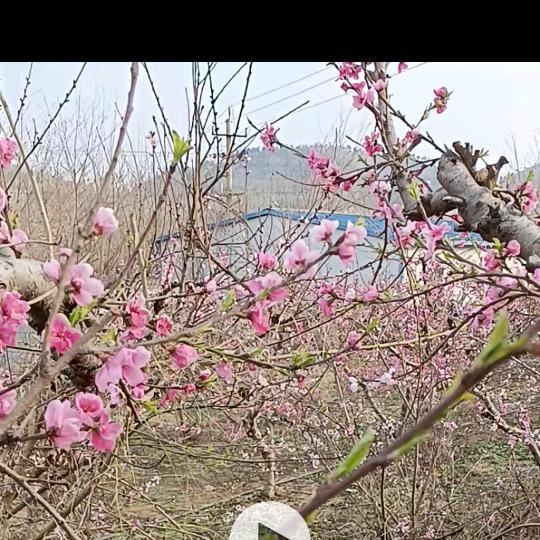 幸福人生-