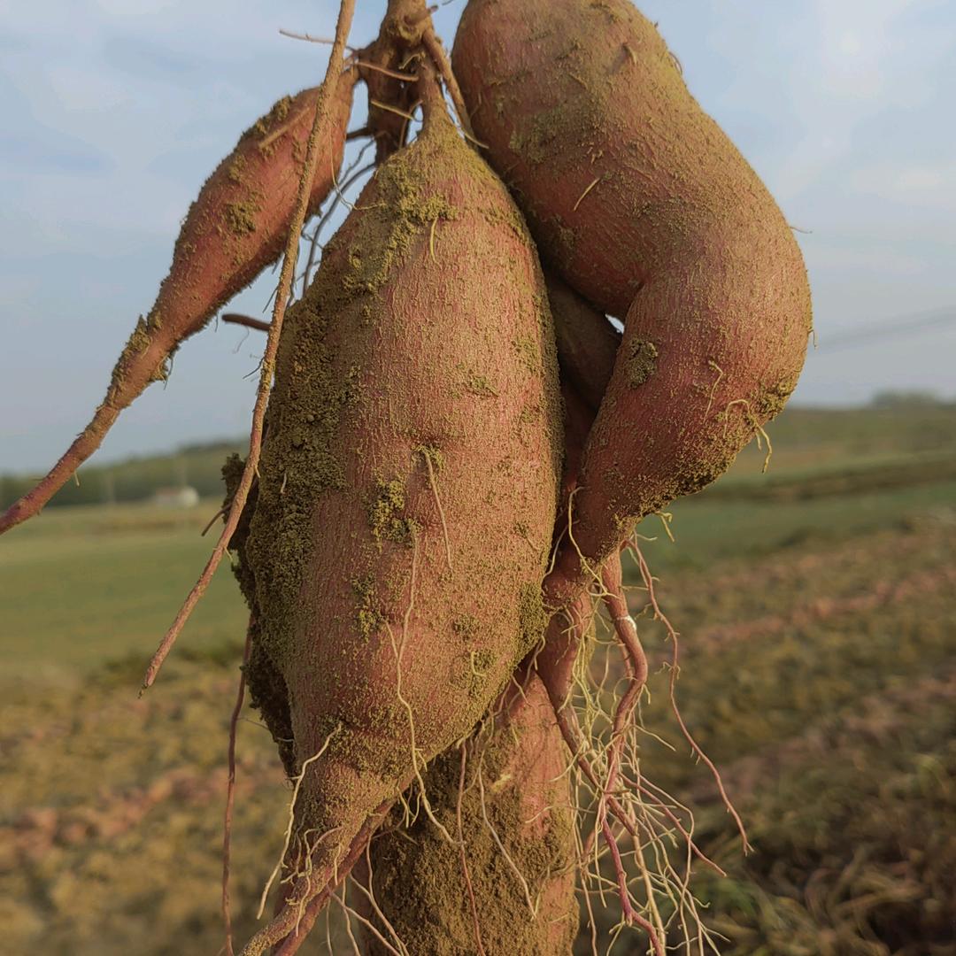 沂蒙红薯