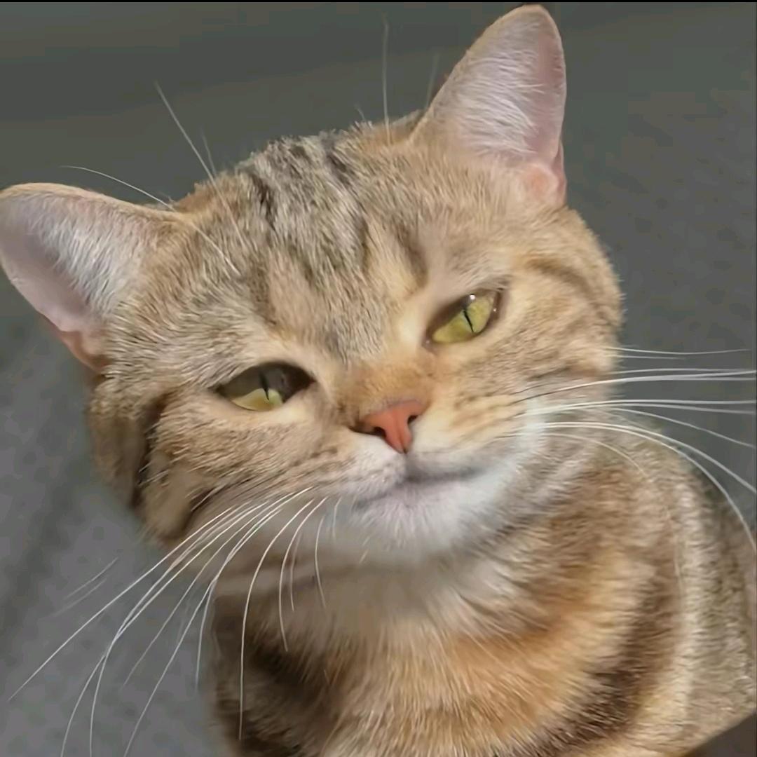 猫猫头(^.^)