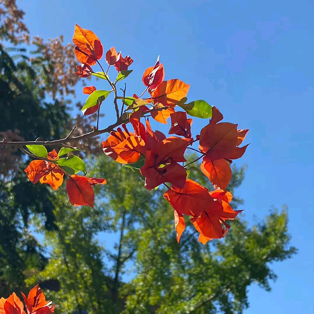 如风（讲女性智慧）