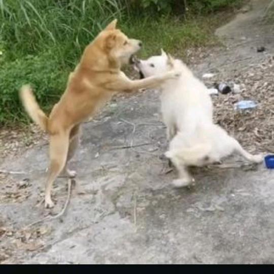 农村土狗