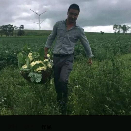 茂阳