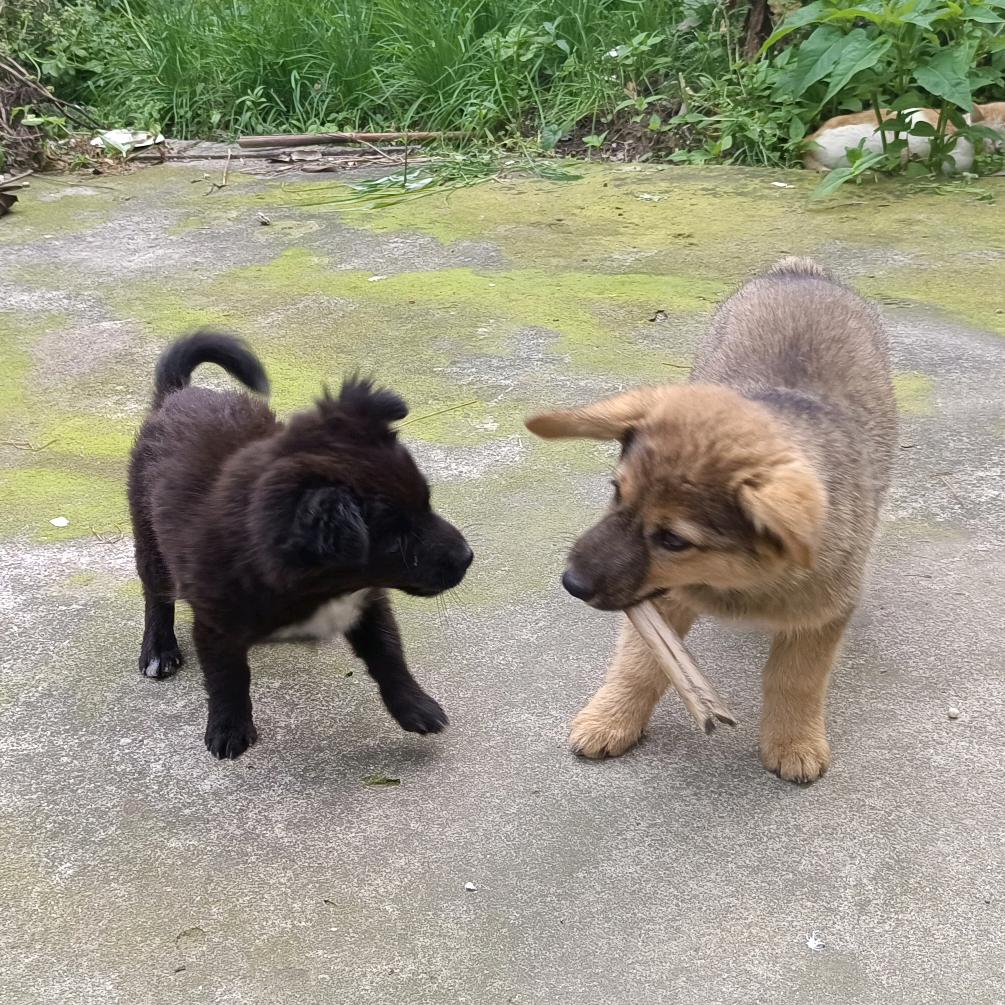 我还是当歌手吧