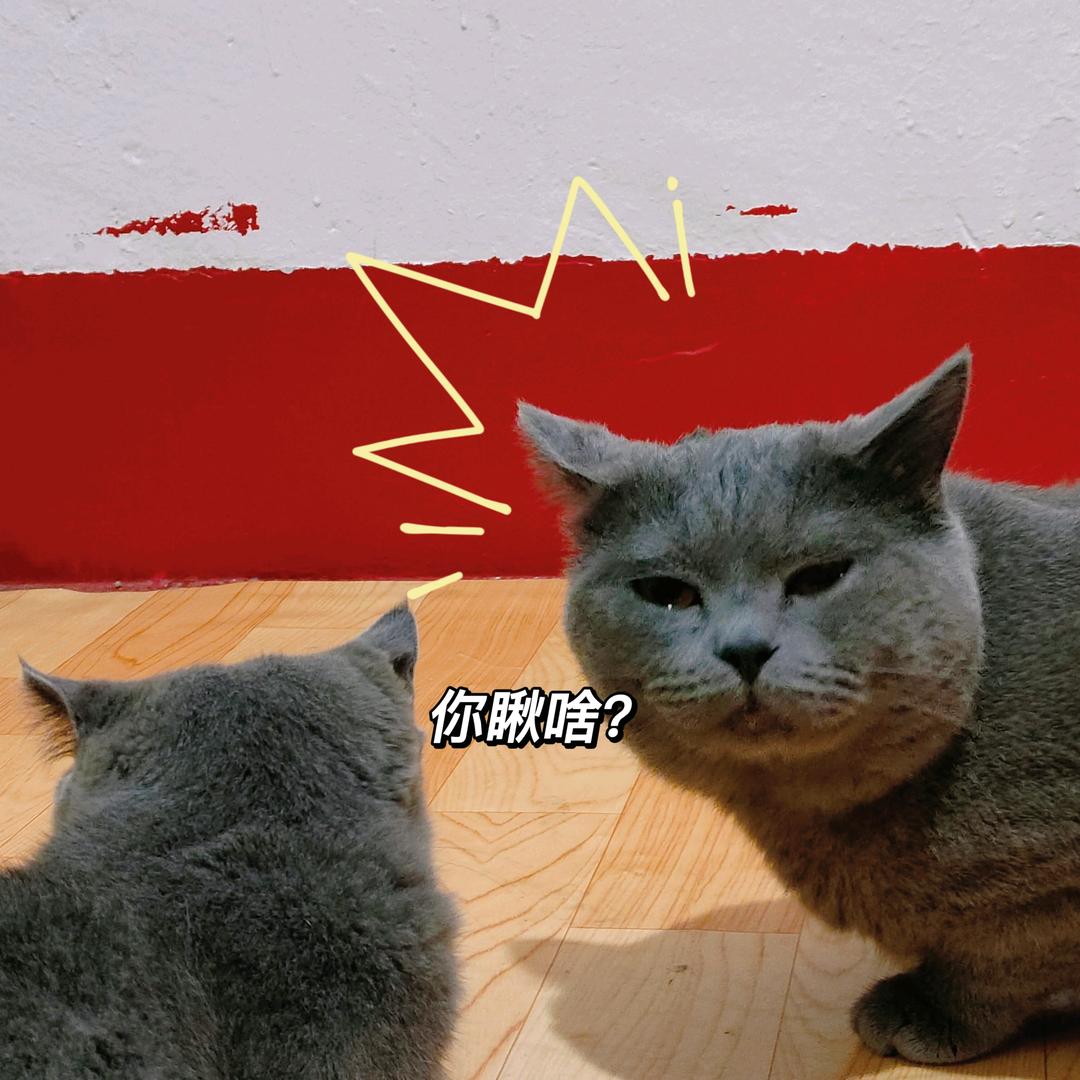 是我家六佰鸭