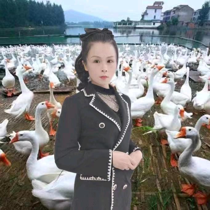 徐丽聊养鹅