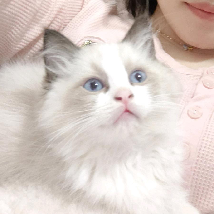 裙子