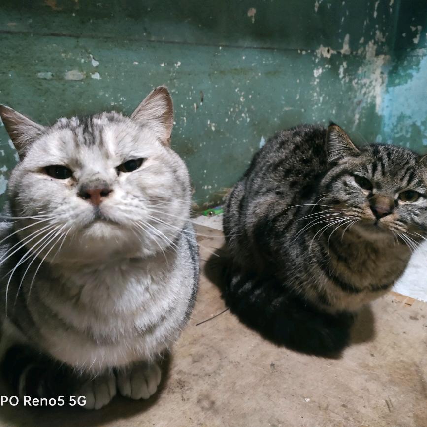 松花江猫吃鱼部落