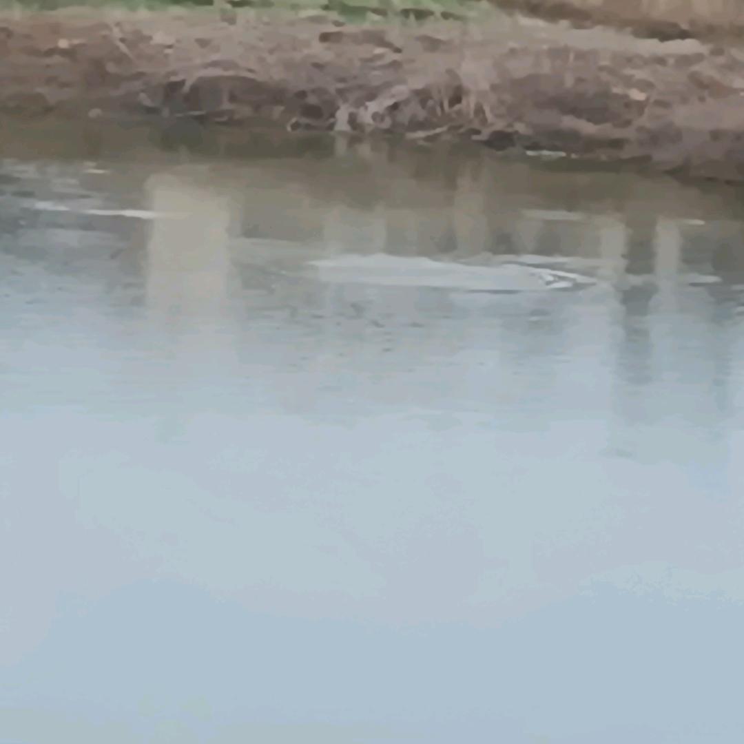 风吹草动