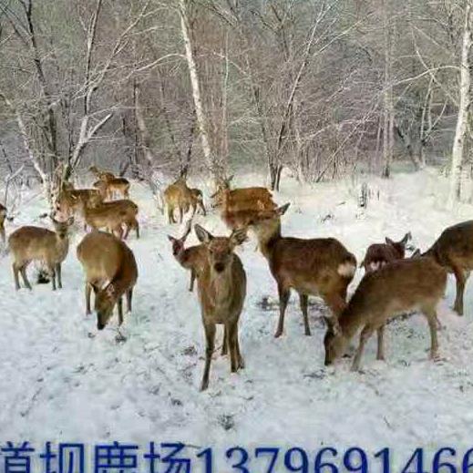 祥和鹿场