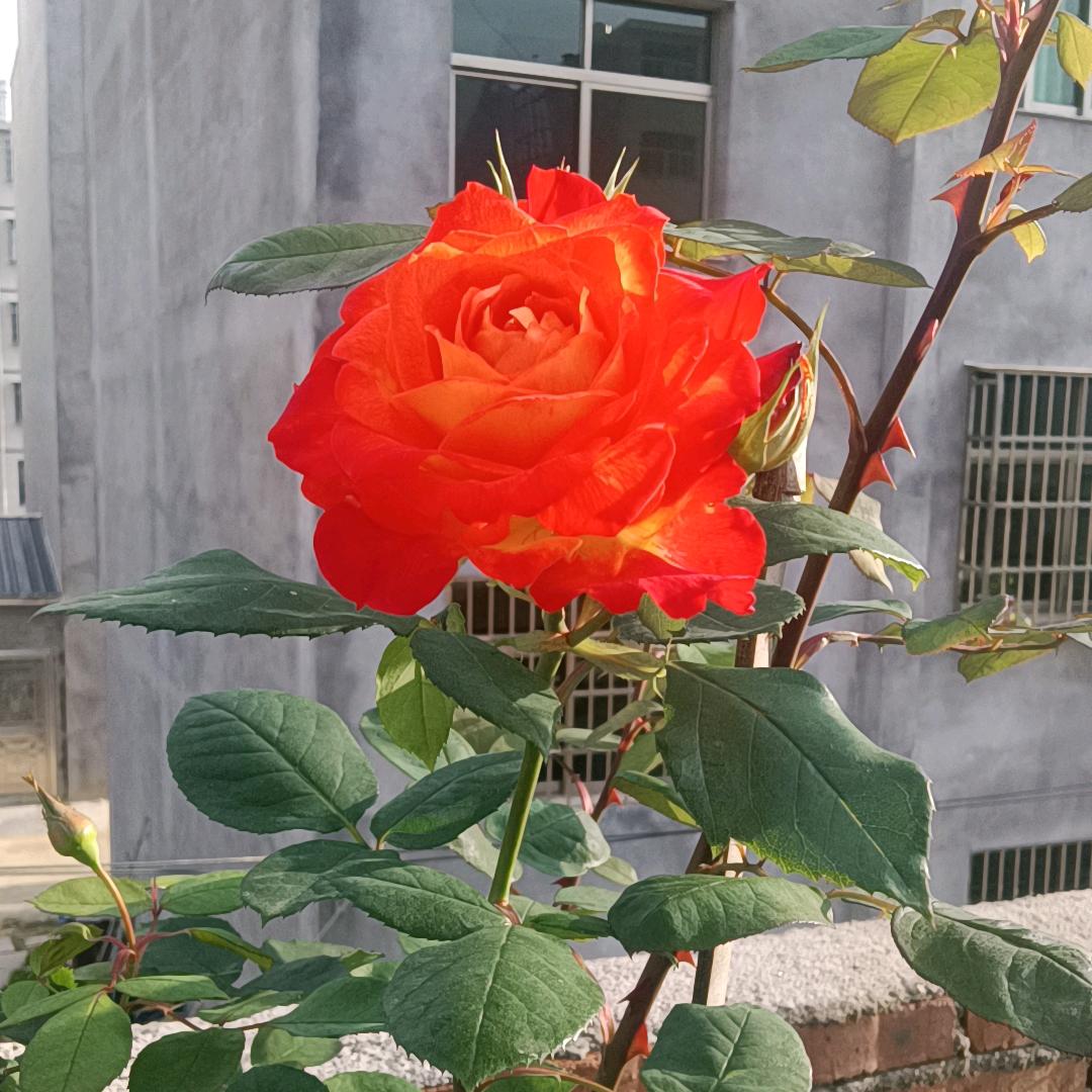 🌹٩(♡心比柠檬酸㉨♡ )/