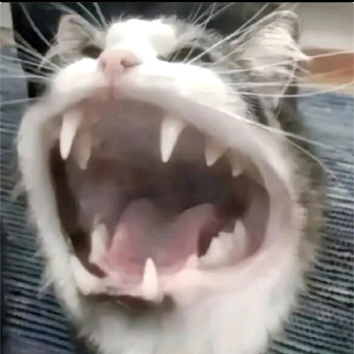 Zreo张贤
