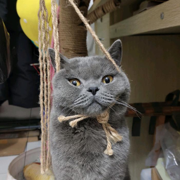 Ｍr.