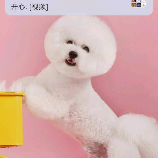 王王小头像