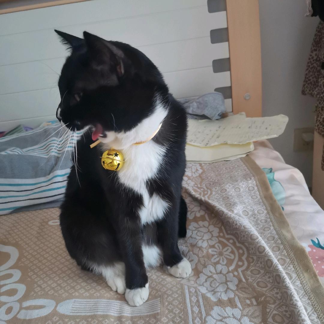 不爱吃鱼的猫