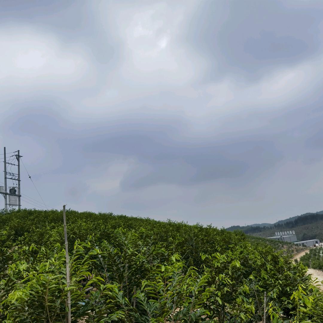 嘉骏农业科技特色农产品店