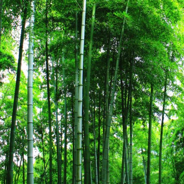 八仙才艺大赛场