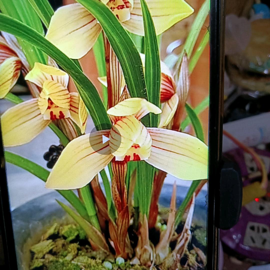 玉传