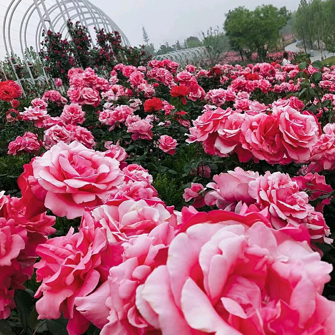 让花成花✋🏻