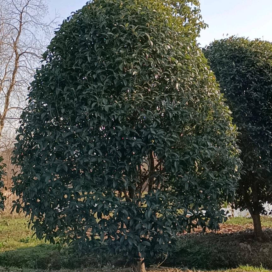 安吉天子湖双群苗木场