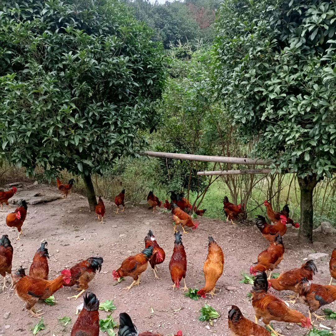山下土鸡