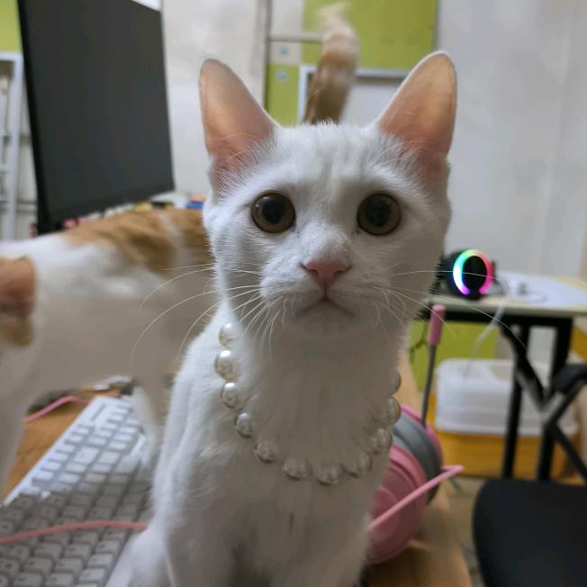 白咪
