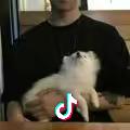 杨少