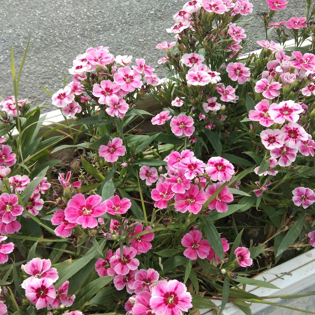 尹雲花