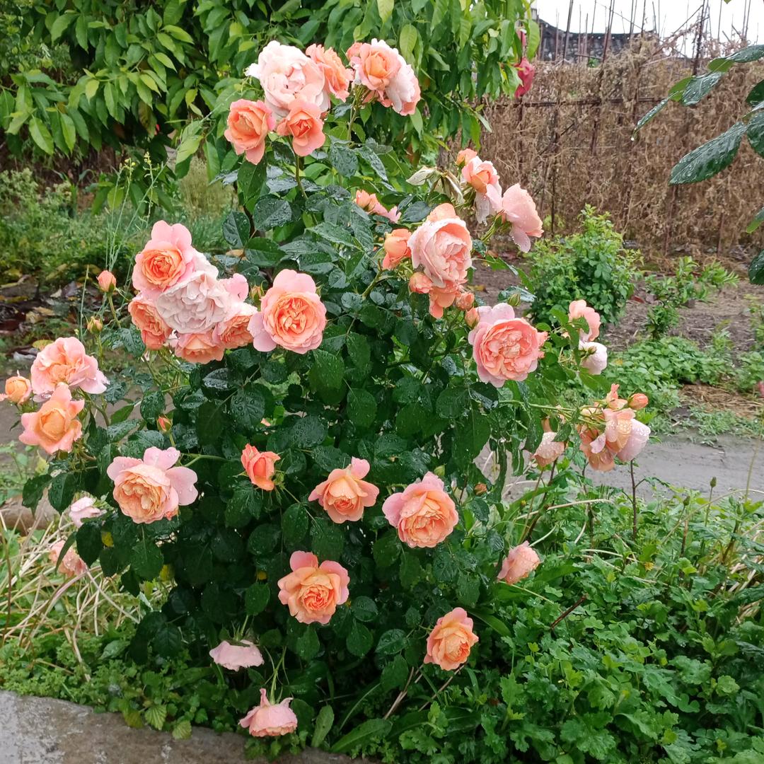 一缕兰香沁心脾