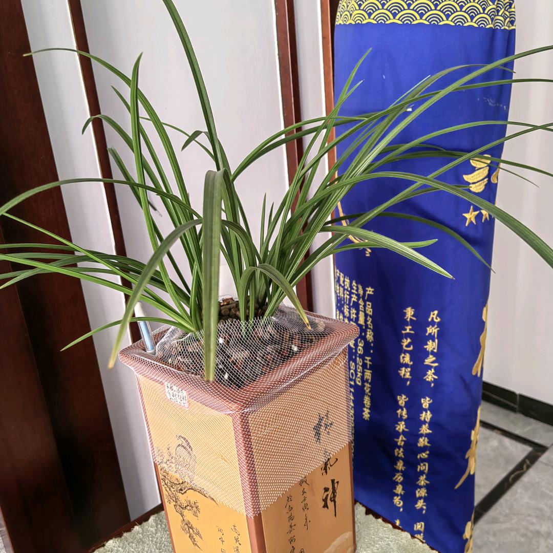 兰花有毒