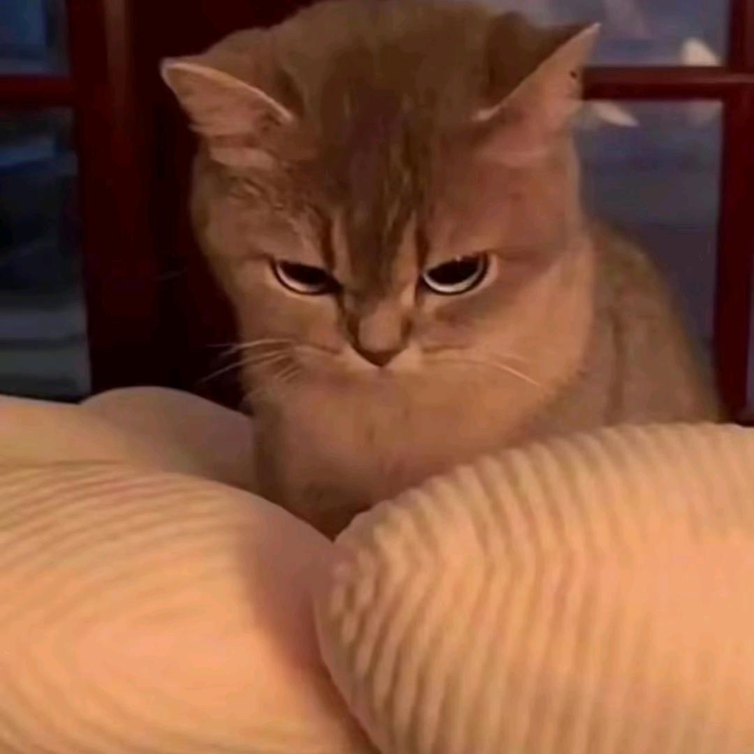 玛卡巴卡觉得不错