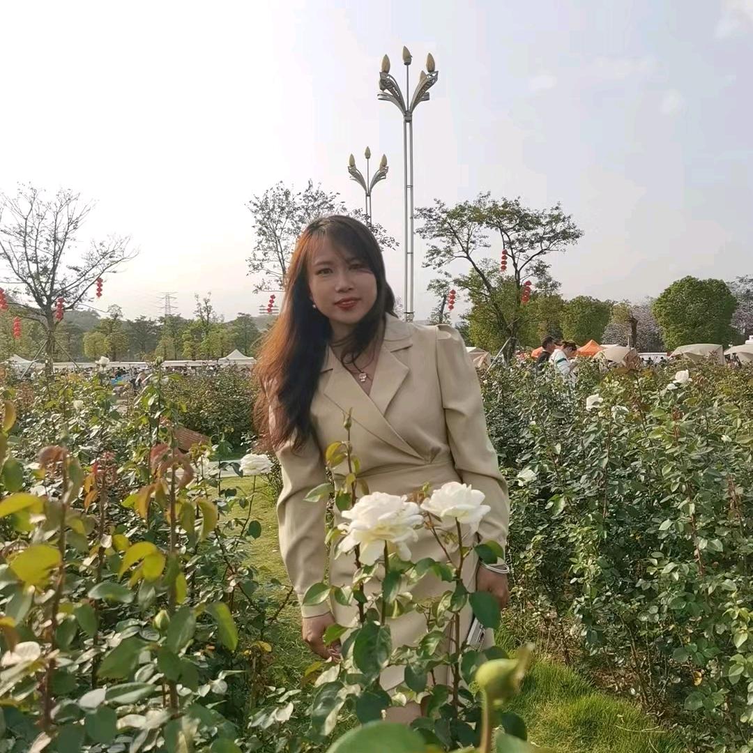 蔷薇花的月季