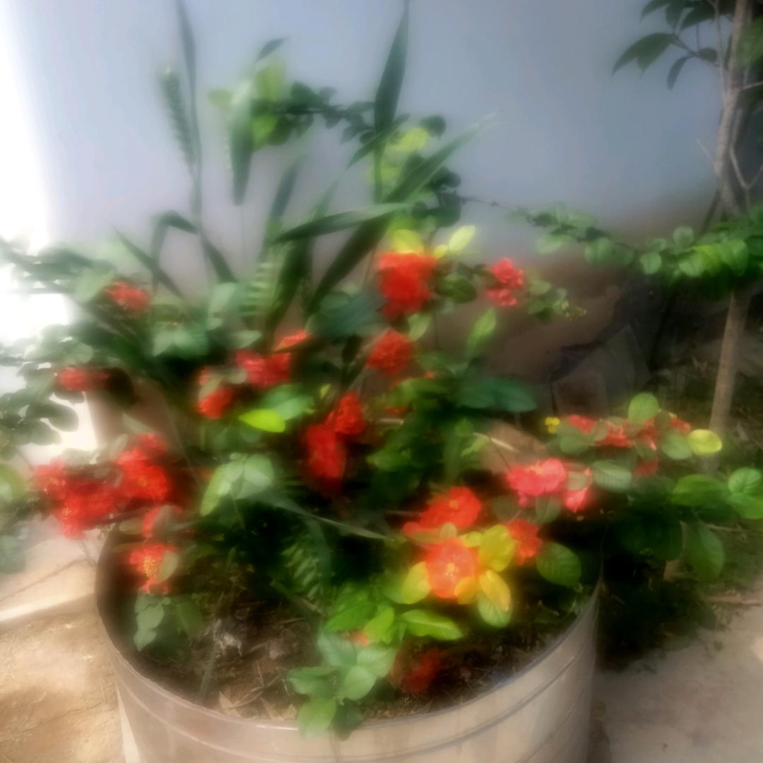 周口李萍百花豫剧团