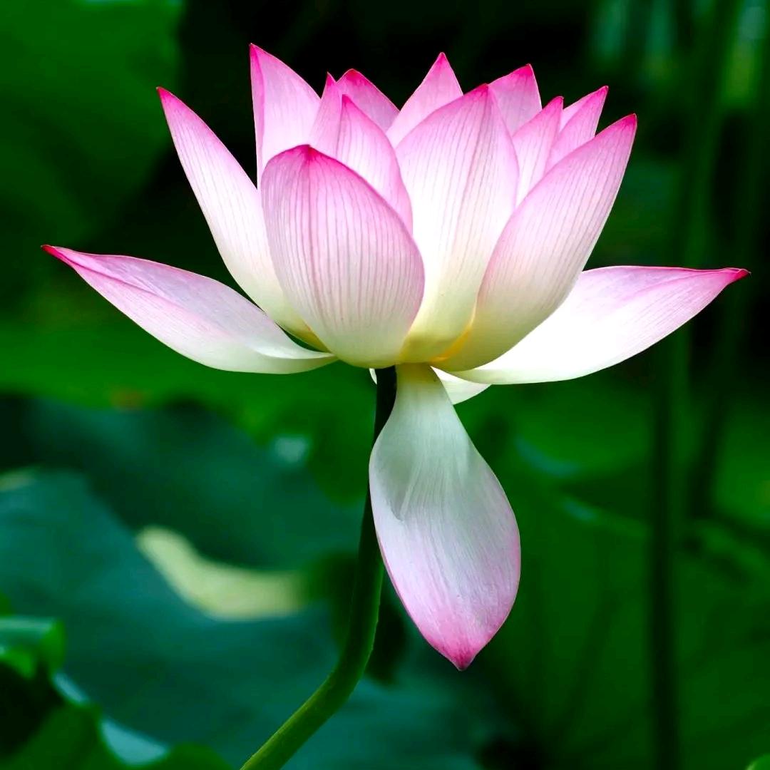 花开的时候来看你