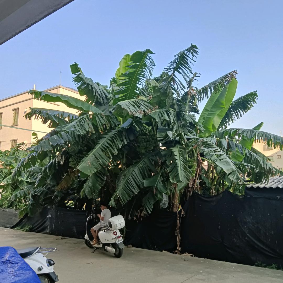 一心一意的